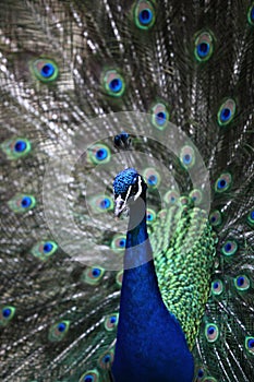 A peacock flaunting its tail