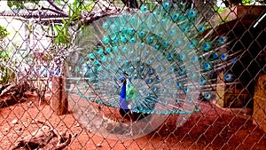 Peacock flaunting  its tail in Thrissur  Zoo