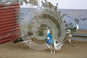 peacock flaunting its tail in a zoo, North China