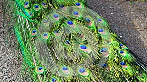 peacock flaunting its vibrant plumage in the summer zoo setting, embodying narcissism and beauty