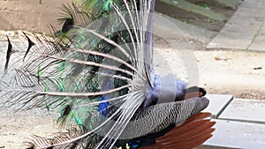 peacock flaunting its vibrant plumage in the summer zoo setting, embodying narcissism and beauty