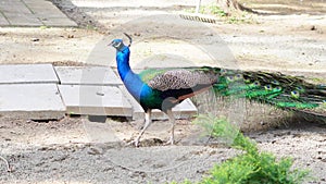 peacock flaunting its vibrant plumage in the summer zoo setting, embodying narcissism and beauty