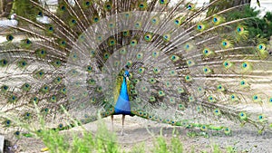 peacock flaunting its vibrant plumage in the summer zoo setting, embodying narcissism and beauty