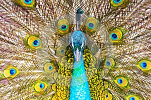 Peacock flaunting tail close-up