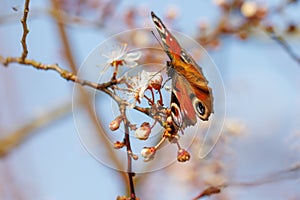 Peacock flies to the flowers of a plum tree and drinks the nectar