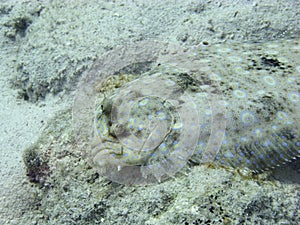 Peacock flounder.