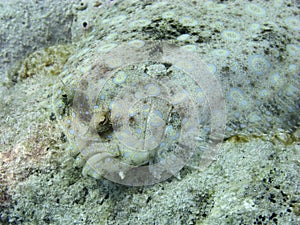 Peacock flounder.