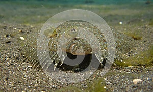 Peacock Flounder