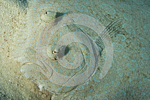 Peacock Flounder - Bonaire