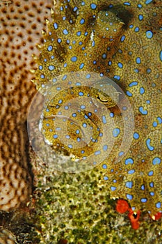 Peacock flounder (bothus lunatus)