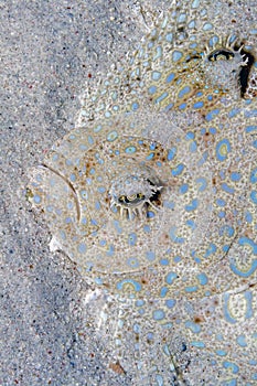 Peacock flounder,Bothus mancus