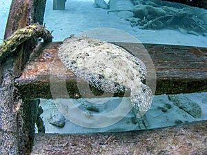 Peacock flounder,Bothus mancus