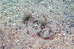 Peacock flounder ,Bothus mancus