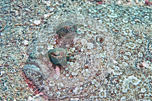 Peacock flounder ,Bothus mancus