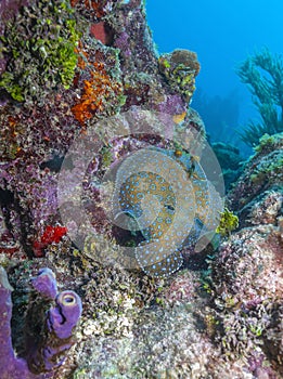 Peacock flounder,Bothus mancus