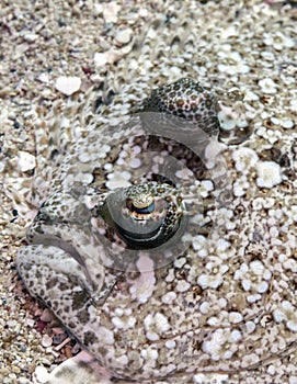 Peacock flounder (Bothus mancus),