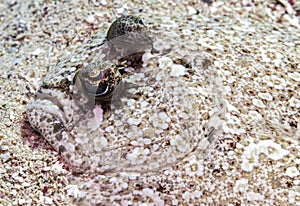 Peacock flounder (Bothus mancus),