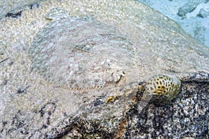 Peacock flounder,Bothus mancus