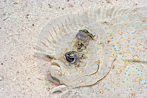 Peacock flounder,Bothus mancus