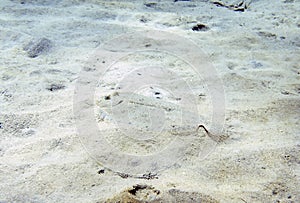 A Peacock Flounder (Bothus mancus) in the Caribbean Sea