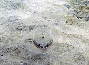 A Peacock Flounder (Bothus mancus) in the Caribbean Sea