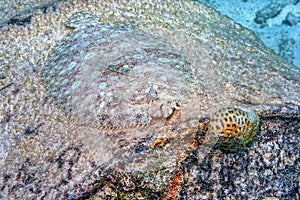 Peacock flounder,Bothus mancus,flowery flounder