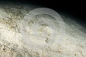 peacock flounder, bothus mancus, flowery flounder, flatfish, sole