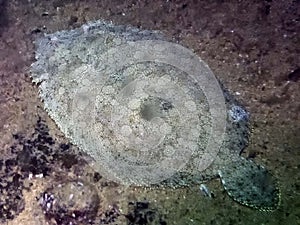 Peacock Flounder Bothus mancus