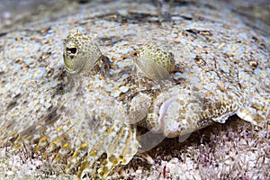 Peacock flounder