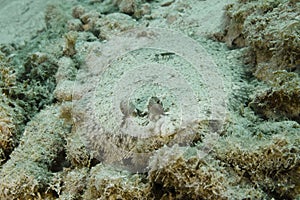 Peacock Flounder Hiding in the Sand - Roatan