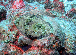 A Peacock Flounder in Full Camouflage