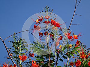 Peacock flower branches