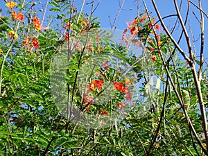 Peacock flower branches