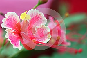 Peacock Flower (Caesalpinia pulcherrima)