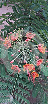 Peacock flower can be used as a medicine for irregular menstruation, red eyes, diarrhea, canker sores, flatulence and heat cramps