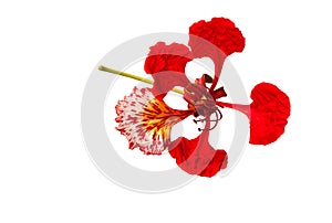 Peacock flower, Delonix regia, isolated on white background