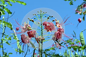 Peacock flower over deep blue sky