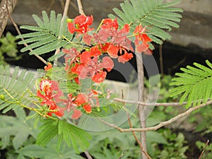 Dwarf poinciana photo