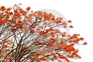 Peacock flowers on poinciana tree photo