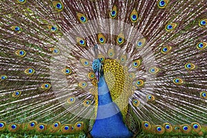 Peacock with a flowing tail in the park of birds of Kuala Lumpur. Close-up