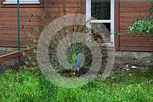 The peacock fluffed his tail. Incredibly beautiful plumage. A graceful bird. Wildlife photography