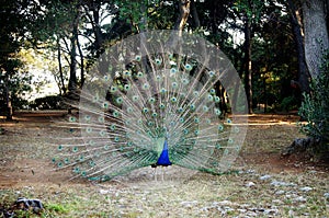 The peacock fluffed its tail
