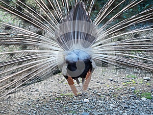 A peacock with a fluffy big tail walks along a gravel path. Back view. Closeup photo