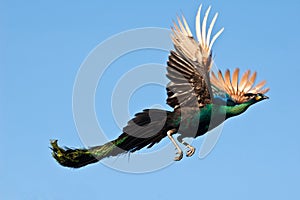 Peacock flying