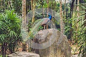 Peacock with a folded tail in a tropical park