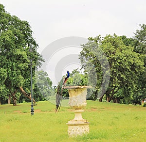 Peacock on fountain at Lakshmi Vilas palace Vadodara Gujarat India