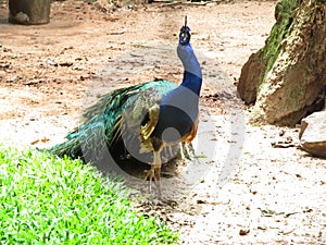 Peacock in Foz do IguaÃ§u, ParanÃ¡, Brazil.