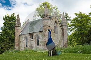 Peacock in front of abbey in Perth Scotland