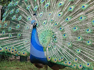 A Peacock in full display mode 2