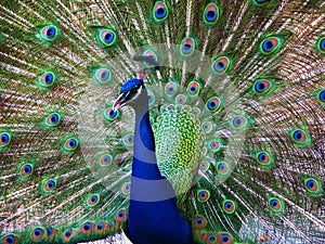 Peacock in Full Plumage
